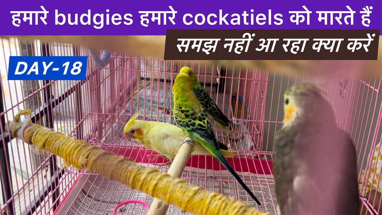 D18E2 क्या करें इनका? Budgies ने परेशान कर दिया है, Should we keep budgies and cockatiels together?