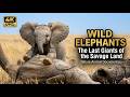 WILD ELEPHANTS | The Last Giants of the Savage Land | Nature Animal Documentary