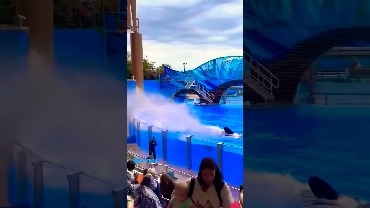 Swimming with dolphins 38