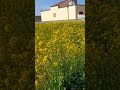 Mars 2023 Colza Rapeseeds #honeybee #honey #beelife #beehappy #bee #spring #queenbee #fruit #flower