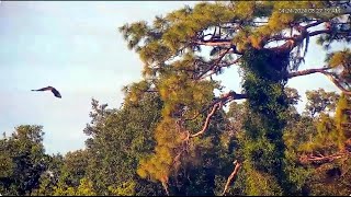 Swampy fledge, returns to the nest and receives a present from dad Eagle Country