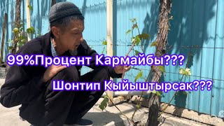 Жашилге Кара Кыйыштырыш!!!