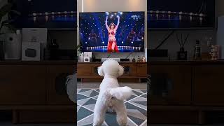 Tommy Dance Dream