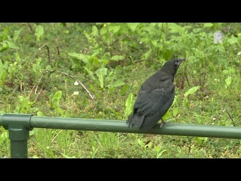 Video: In Utah Hebben Duizenden Vogels De Straten Aangevallen - Alternatieve Mening