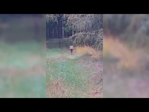 VIDEÓ: Kutyasétáltatás közben farkassal találkozott a jütlandi erdőben egy dán nő