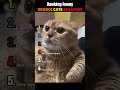Ranking Funny Orange Cats Behavior 😂🐱🧡 #funny #cat #funnycats #catshorts #shortsfeed #shorts