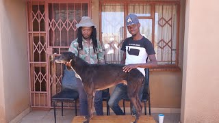 Download Lagu EZAMAPHISI.   EPISODE  5. MP3