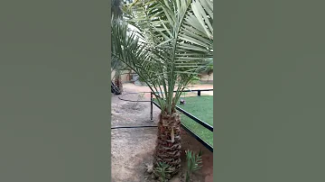 طريقة معرفة النخل 