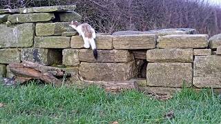 Stoat vs Weasel | Discover Wildlife | Robert E Fuller