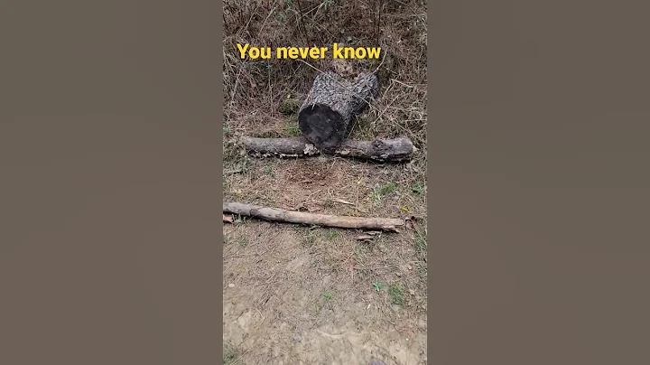 Old female Yote on a bobcat rub set #trapping #predatorcontrol coyotetrapping