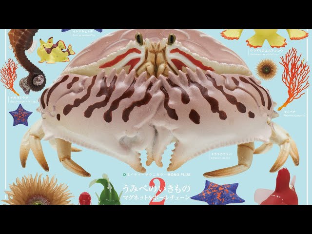 Sea Creatures Magnet & Ball Chain 2