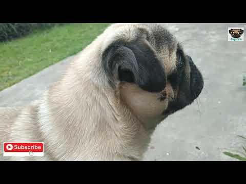 Video: ¿Los pugs ladran mucho?