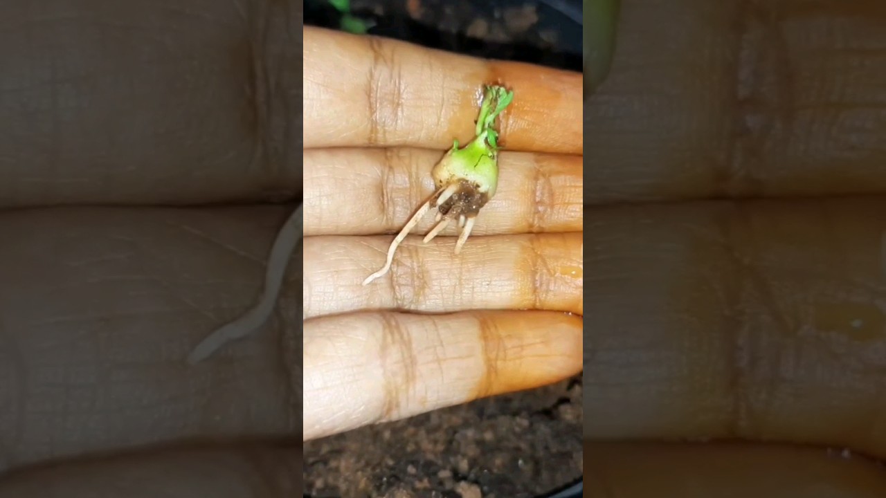 potato plant magical growth shorts / Garden chedi 