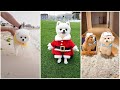 Tik Tok Chó Phốc Sóc Mini Cực Kì Dễ Thương |  | Best tiktok pet