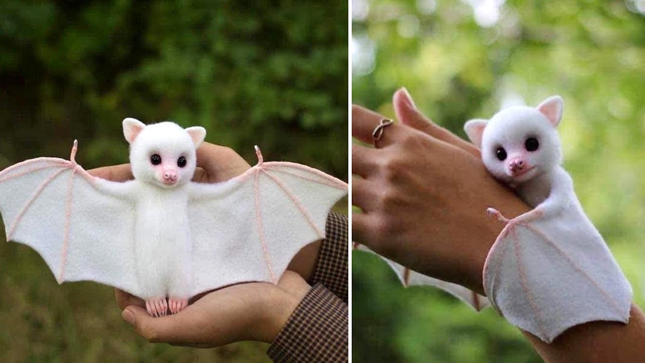 Top 05 Cute animals in the world | Factz G