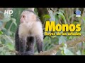 Monos de Costa Rica: Reyes de los árboles