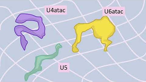 Major vs Minor Spliceosome