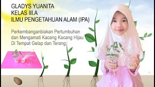 menanam kacang hijau || pertumbuhan kacang hijau di tempat yang gelap dan terang