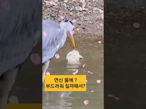 직접찍은 왜가리 사냥/과연 왜가리는 자라를 먹을수 있을까요