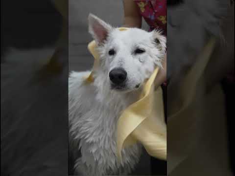 Video: Bath Day teie Newfoundlandi koerale