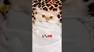 POV: Your kitten sleeps like a tiny human 🥺🛏️🐾