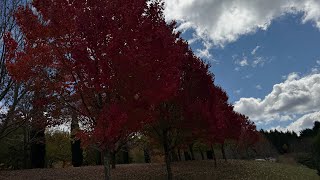 Mayfield Garden Tour NSW Australia