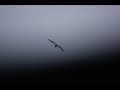 Miniature de la vidéo de la chanson A Bird Or A Bullet (Thought Mix)