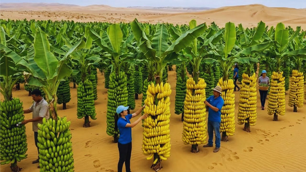 ¿Cómo se verían los plátanos si se cultivaran en el desierto brasileño Los resultados podrían sorpre