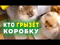 Щенкам шпица 83 дня. Померанский шпиц грызет коробку. Щенки играют с веревкой