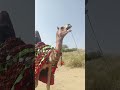 جمل مزين مع فارسة عرض الجمال الجامحة Natureanimalsworld Camel جمل مزين مع فارسة عرض الجمال الجامحة Natureanimalsworld Camel