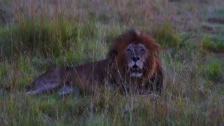 Male Lion Roaring Big Time