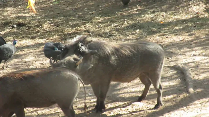 Wart Face Mating Noises in the African Bush...