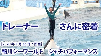 シャチ Youtube シャチ Youtube