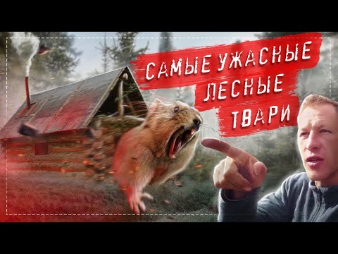 САМЫЙ СТРАШНЫЙ ЗВЕРЬ В ЛЕСУ НАЙДЕН