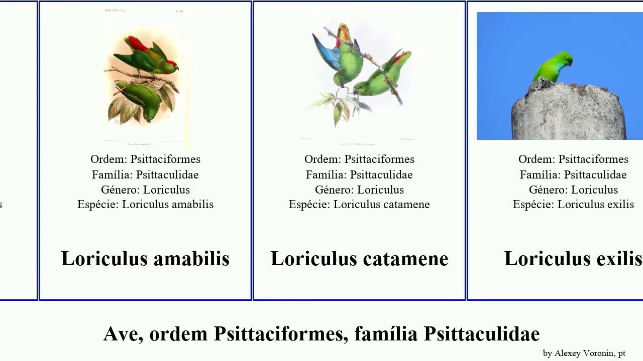Ave, ordem Psittaciformes, família Psittaculidae loriculus birds tener amabilis pusillus exilis