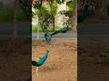 prakriti ki god mein peacock π¦ #birds #peacock #animals #nature #wildlife #peacockshortsfeed