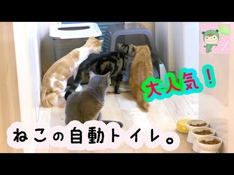 This automatic cat litter box is so high tech!!! - YouTube