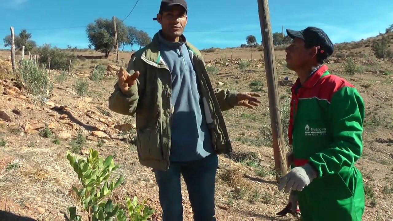 تكوين أشجار الزيتون المنارة وهيكلتها للانطلاق جيدا من تيغسالين الأطلس