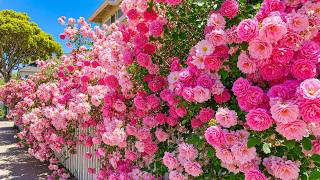You Won't Believe This Garden Is Real🌷🌿 Beautiful Flower Garden for Peace & Relaxation 💗
