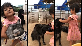 Husky & Black Den Retriever Ll Baby Shut Song Ll Funny Video Ll