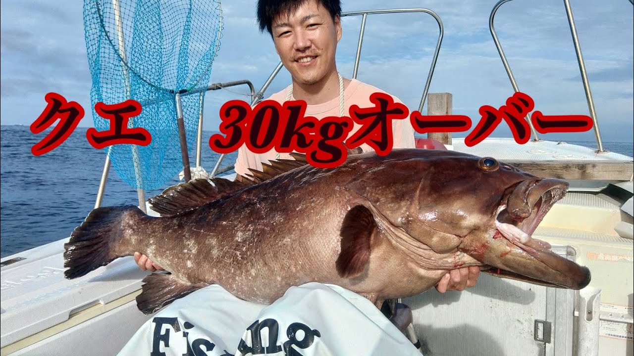 室戸泳がせ　クエ31kg