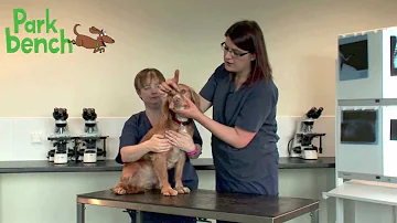 How do you know if your dog has bad eyesight?
