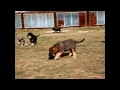 Our spanish mastiff puppies /  mastin espanol cachorros