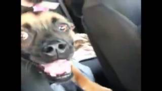 Hunharca Gulen Kopek Dog Laughs So Funny