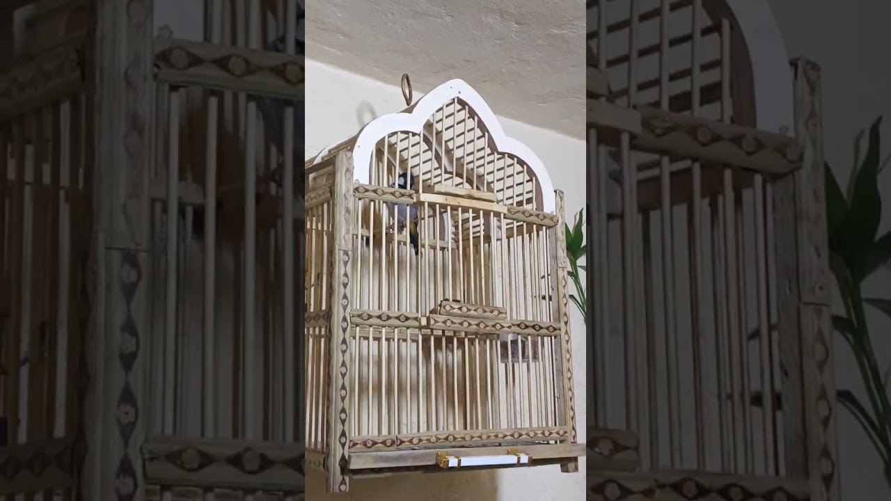 ٢٣ نوفمبر ٢٠٢٥