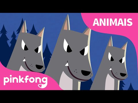 Animais Noturnos | Canções de Animais | Pinkfong Canções para Crianças