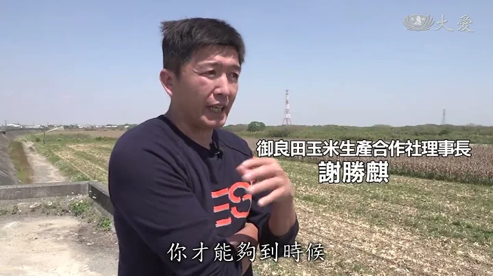 提升國產玉米產量 學者：須配套因應 - 天天要聞