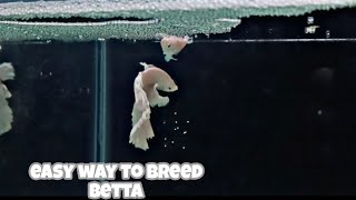 How to breed BETTA FISH | Step by step breeding process | easiest way to breed betta