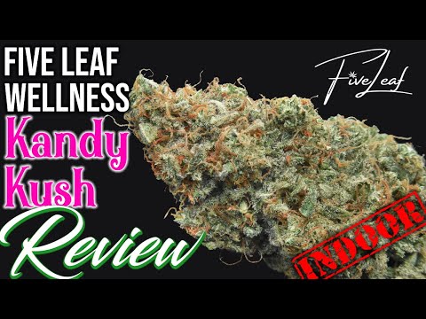 Fruit Punch Auto feminized seeds for sale: information and reviews - Herbies