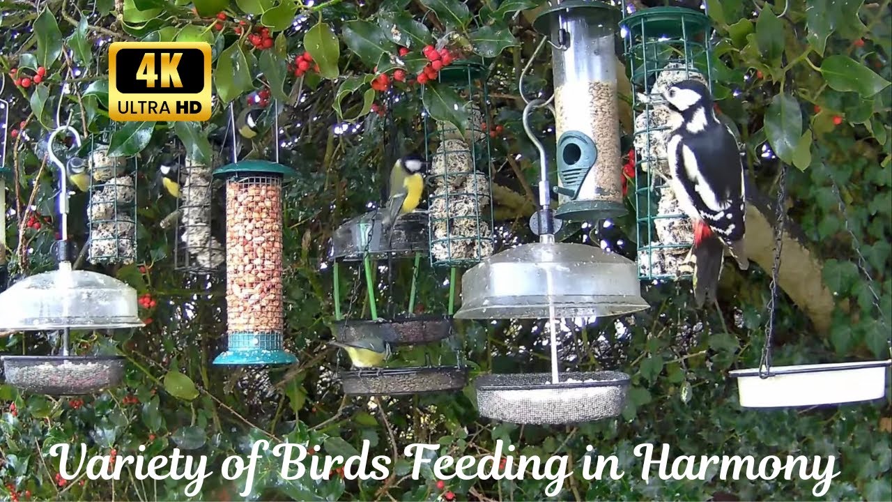 Bird Harmony: Starlings, Blue/Coal/Longtail & Great Tits, Gold & Green Finches, Robins & Woodpeckers